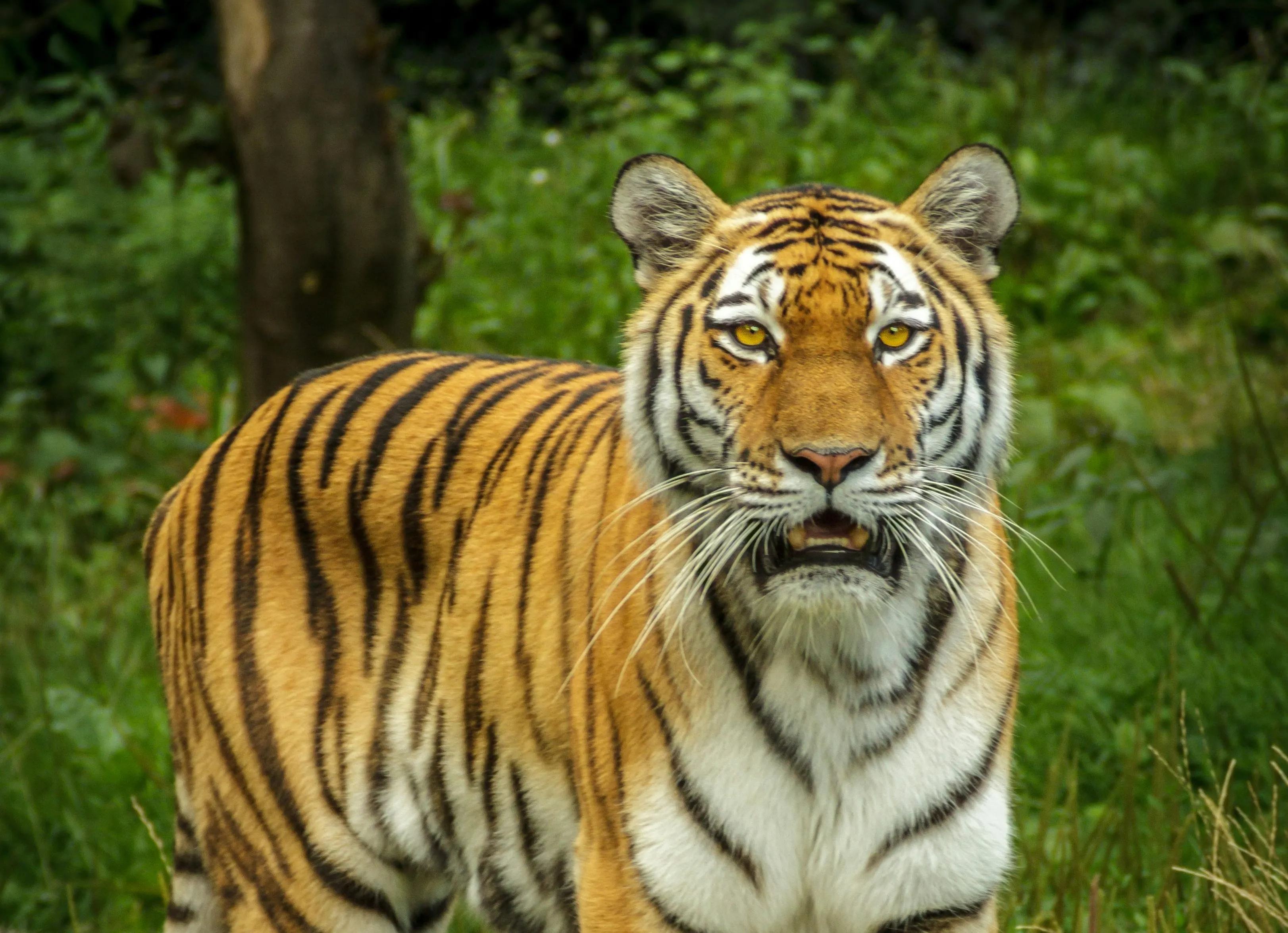 T39 Noor & Cub