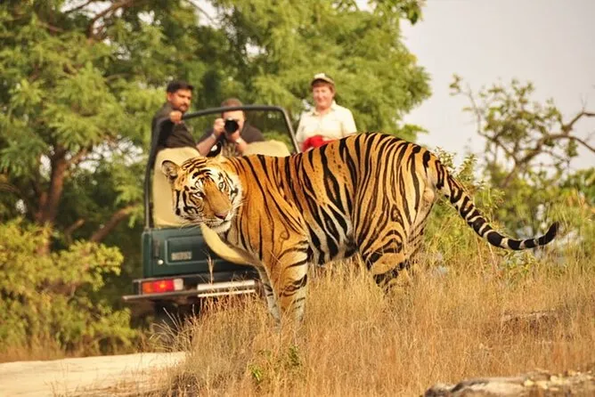 Safari Permit tips