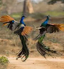 Brids