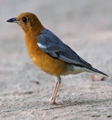 Brids