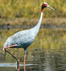 Brids