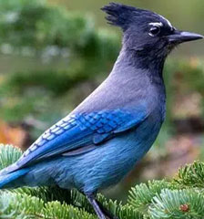 Brids