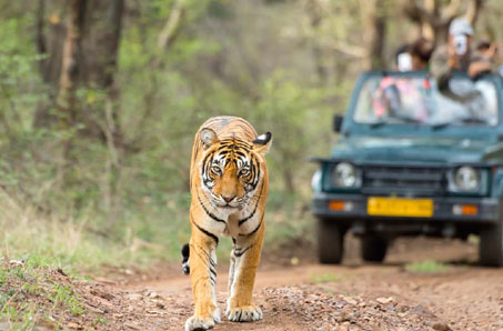 best time tiger