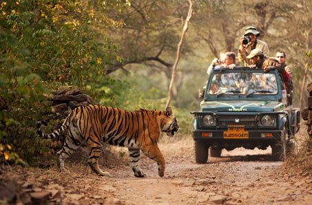 tiger best time