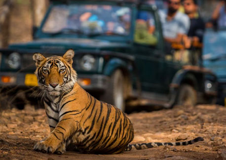 tiger in jungle
