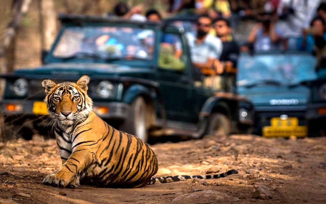 Safari Booking