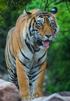 canter tiger