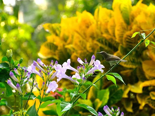 flora