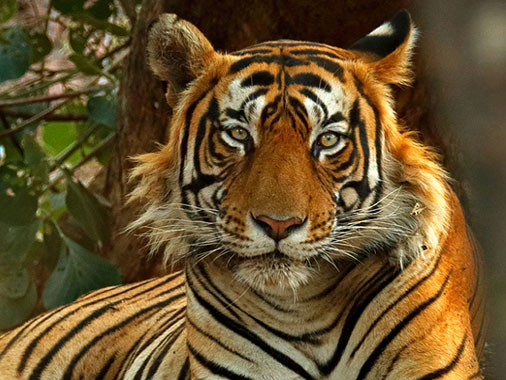 fauna