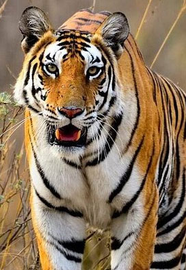 jeep tiger