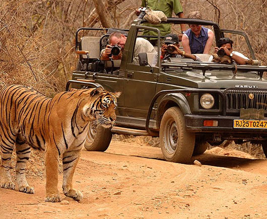 tiger safari