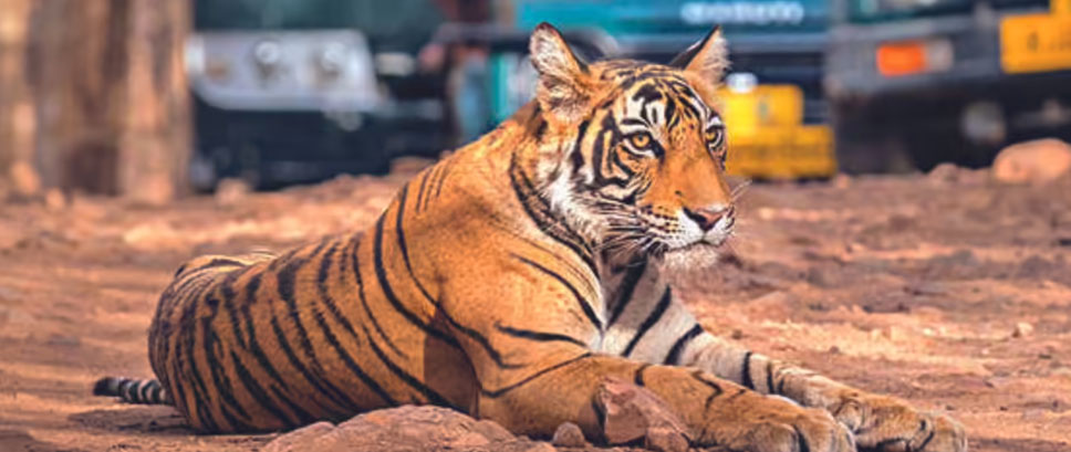 ranthambore tiger in kuno