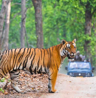 tigers in ranthambore