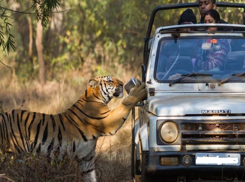 Bengal tigers