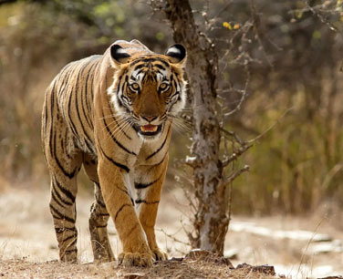 ranthambore tiger