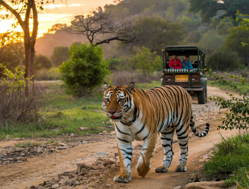 tiger visit