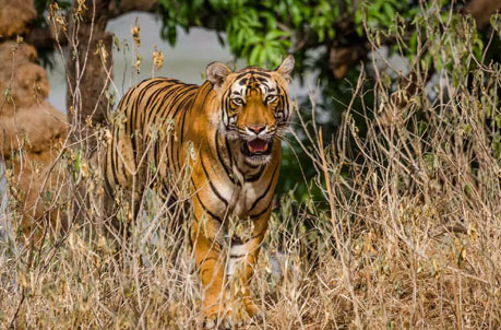 tiger zone