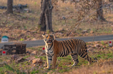 tiger