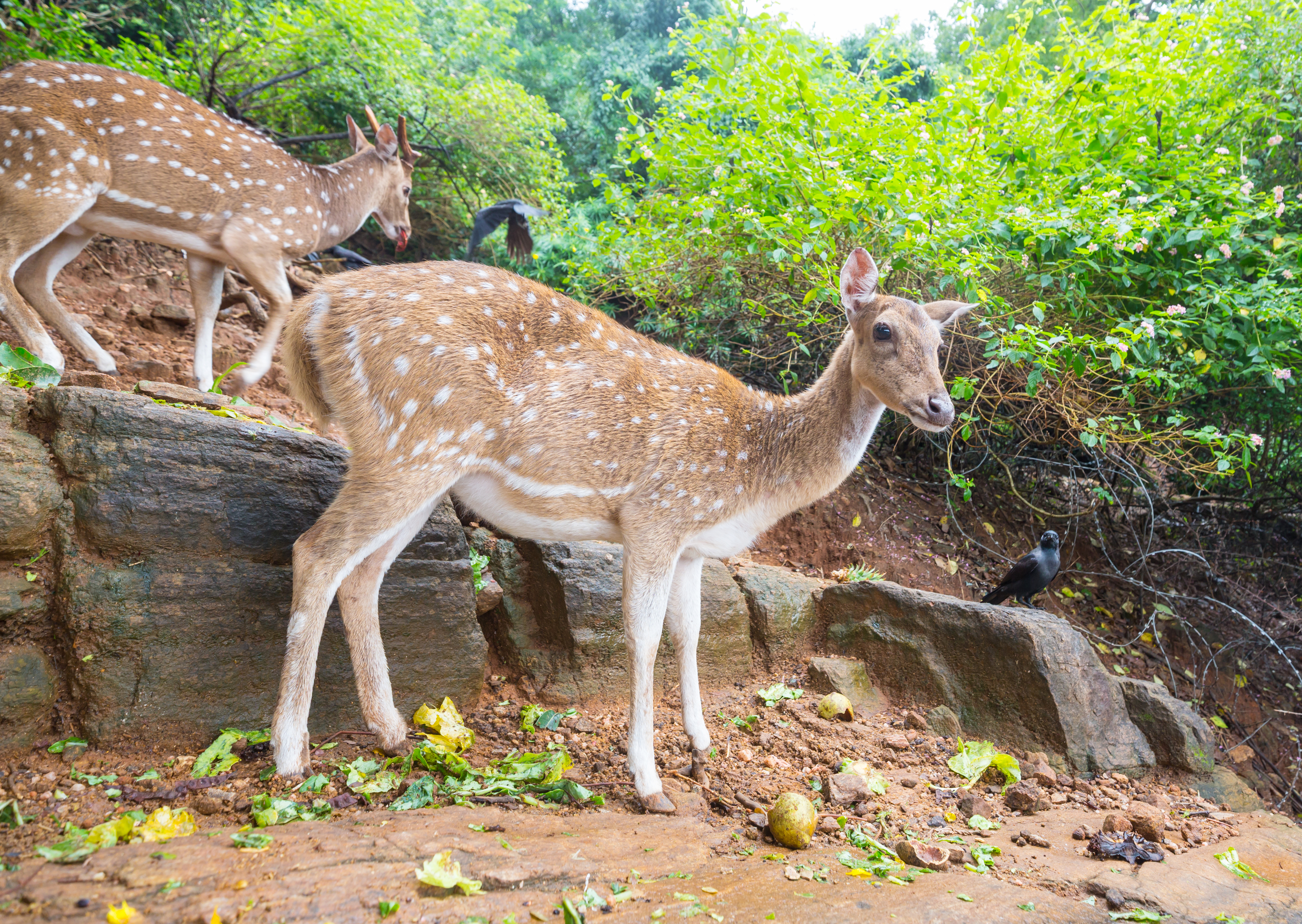 Jungle Deer