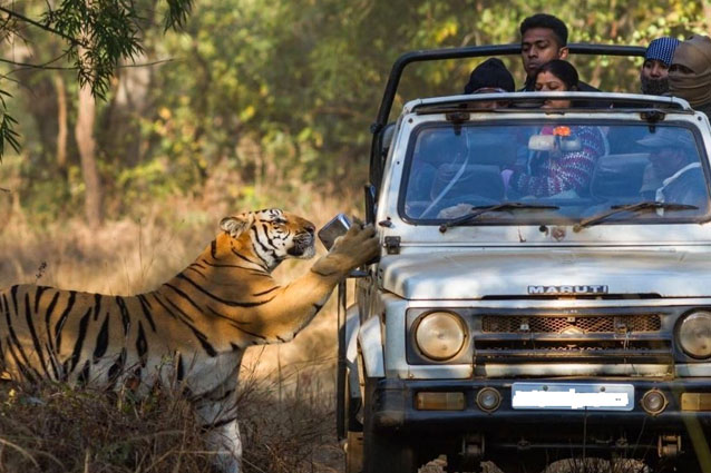 tiger jungle safari