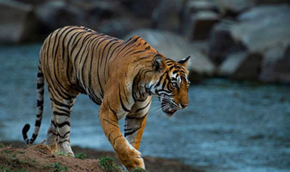 Ranthambore Safari