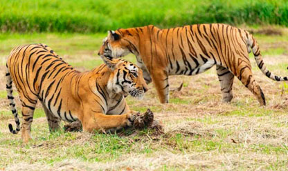 Ranthambore Hotel