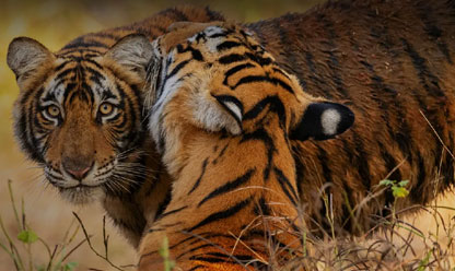 Ranthambore Tour