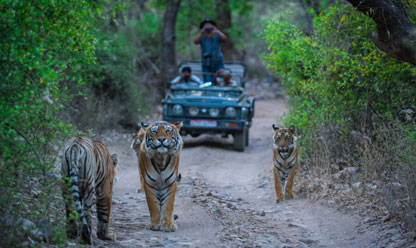 Ranthambore Safari