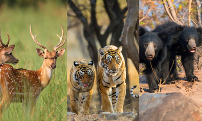 ranthambore animals