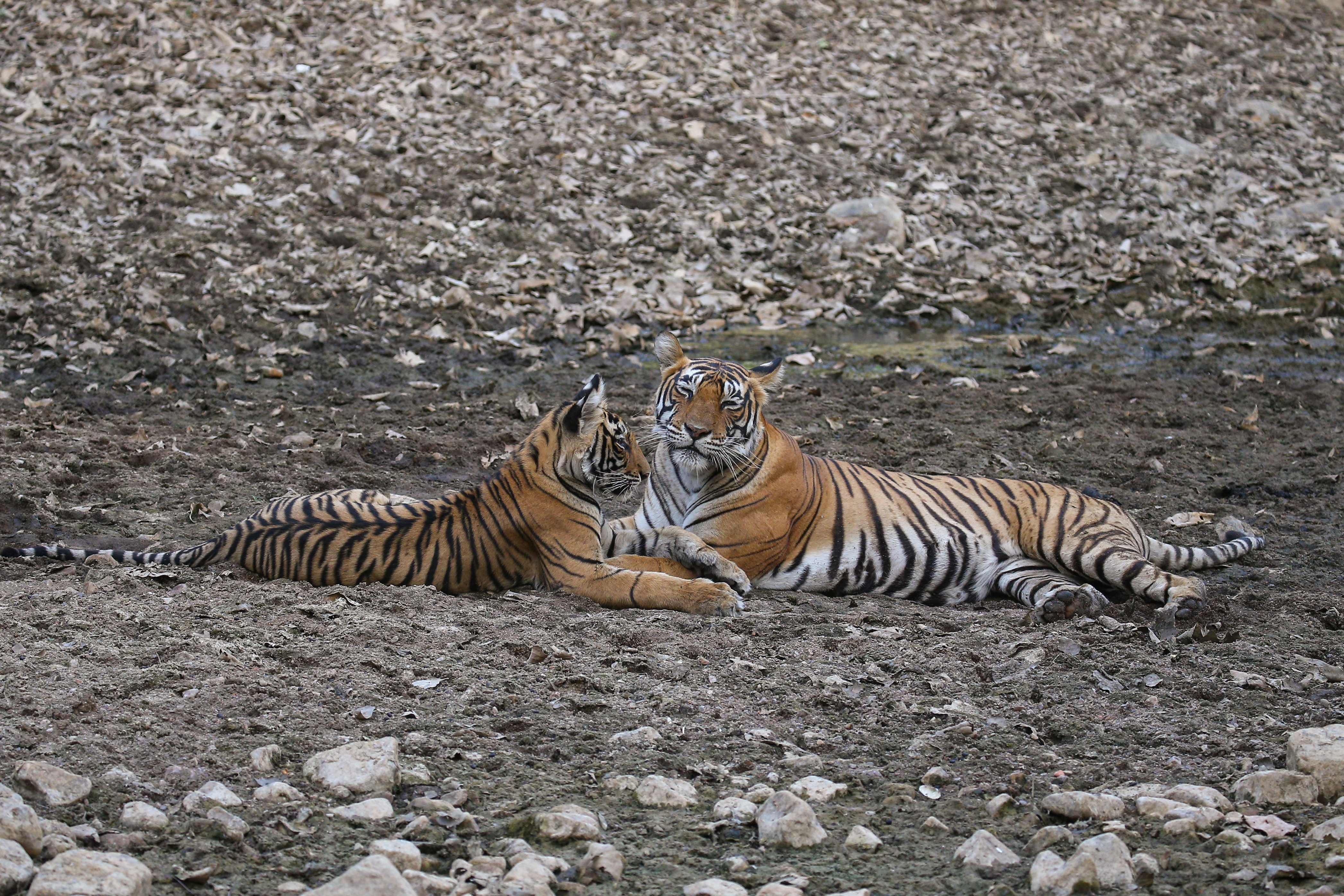 Tiger in Ranthambore National Park