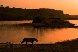 Ancient Ranthambore Fort overlooking dense forest landscape
